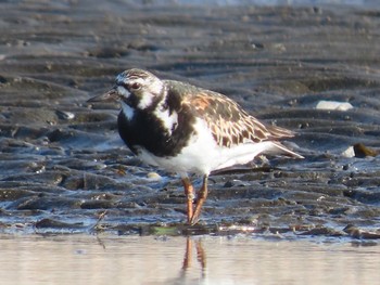 2021年8月1日(日) ふなばし三番瀬海浜公園の野鳥観察記録