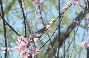 Warbling White-eye 羽生水上公園 Thu, 3/18/2021