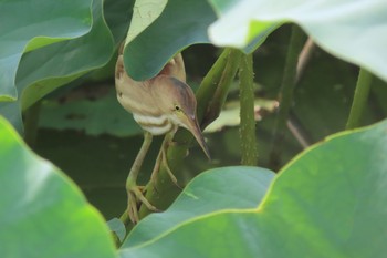 ヨシゴイ 伊佐沼 2021年7月23日(金)