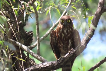 2021年8月1日(日) 石神井公園の野鳥観察記録