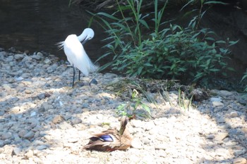 コサギ 石神井公園 2021年8月1日(日)