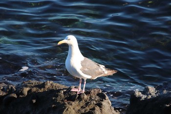 Slaty-backed Gull 小樽港 Sat, 7/31/2021