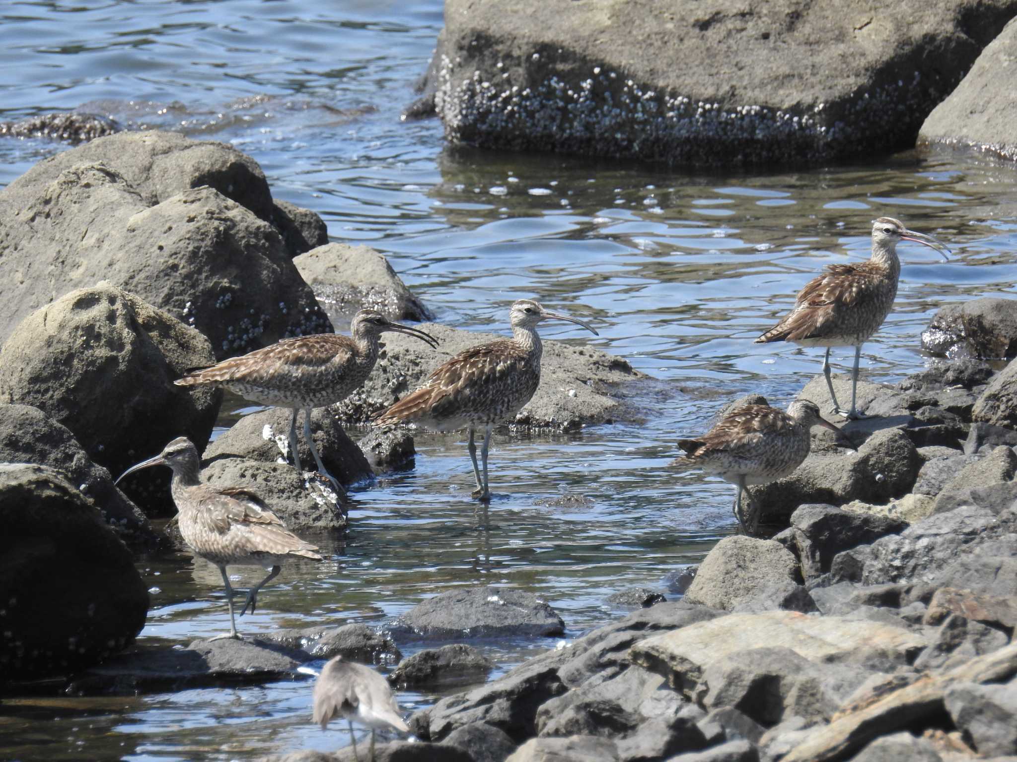 東京港野鳥公園 チュウシャクシギの写真 by Kozakuraband