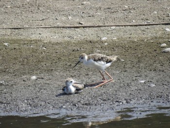 2021年8月1日(日) 東京港野鳥公園の野鳥観察記録