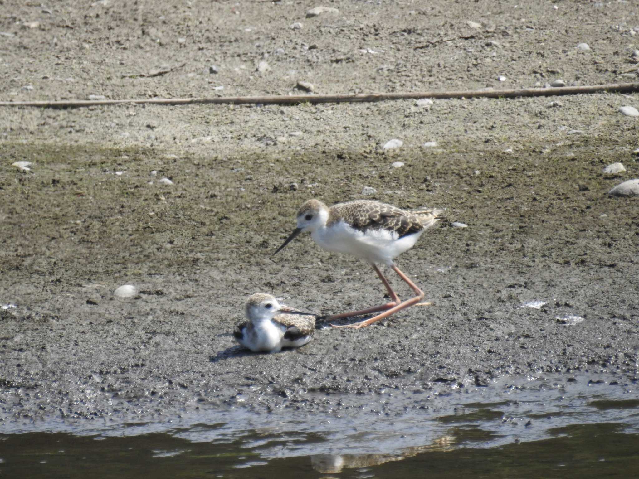 東京港野鳥公園 セイタカシギの写真 by Kozakuraband