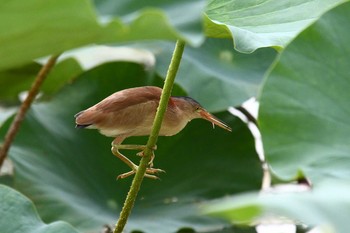 ヨシゴイ 伊佐沼 2021年7月31日(土)