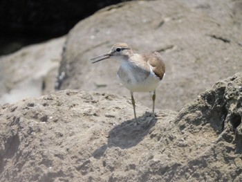 イソシギ 東京港野鳥公園 2021年7月31日(土)