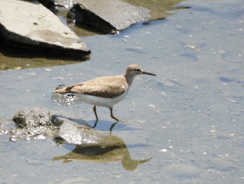 イソシギ 東京港野鳥公園 2021年7月31日(土)