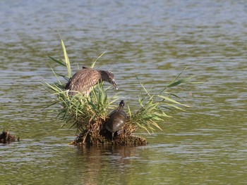 ゴイサギ 葛西臨海公園 2021年8月1日(日)