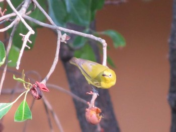 Northern Yellow White-eye