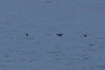 ウミスズメ 城ヶ島 2017年4月3日(月)