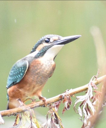 Common Kingfisher 須崎調整池 Sun, 8/1/2021