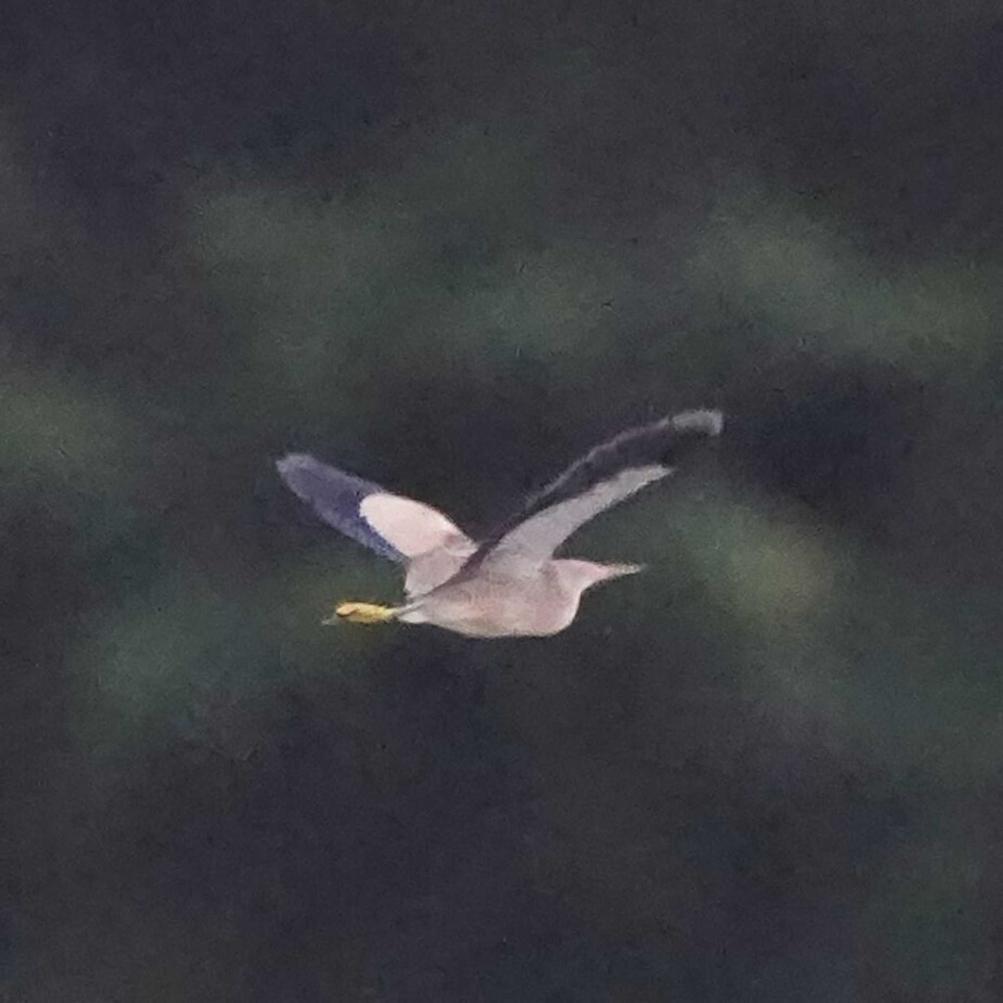 Yellow Bittern