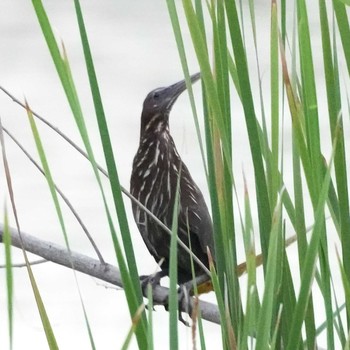 Black Bittern Ban Amphoe, Chon Buri Sat, 7/31/2021