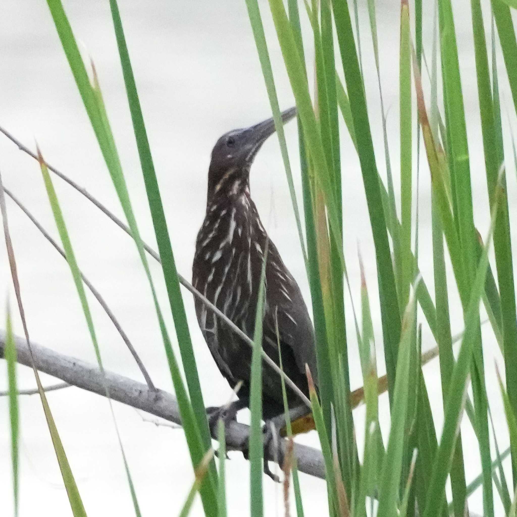 Black Bittern