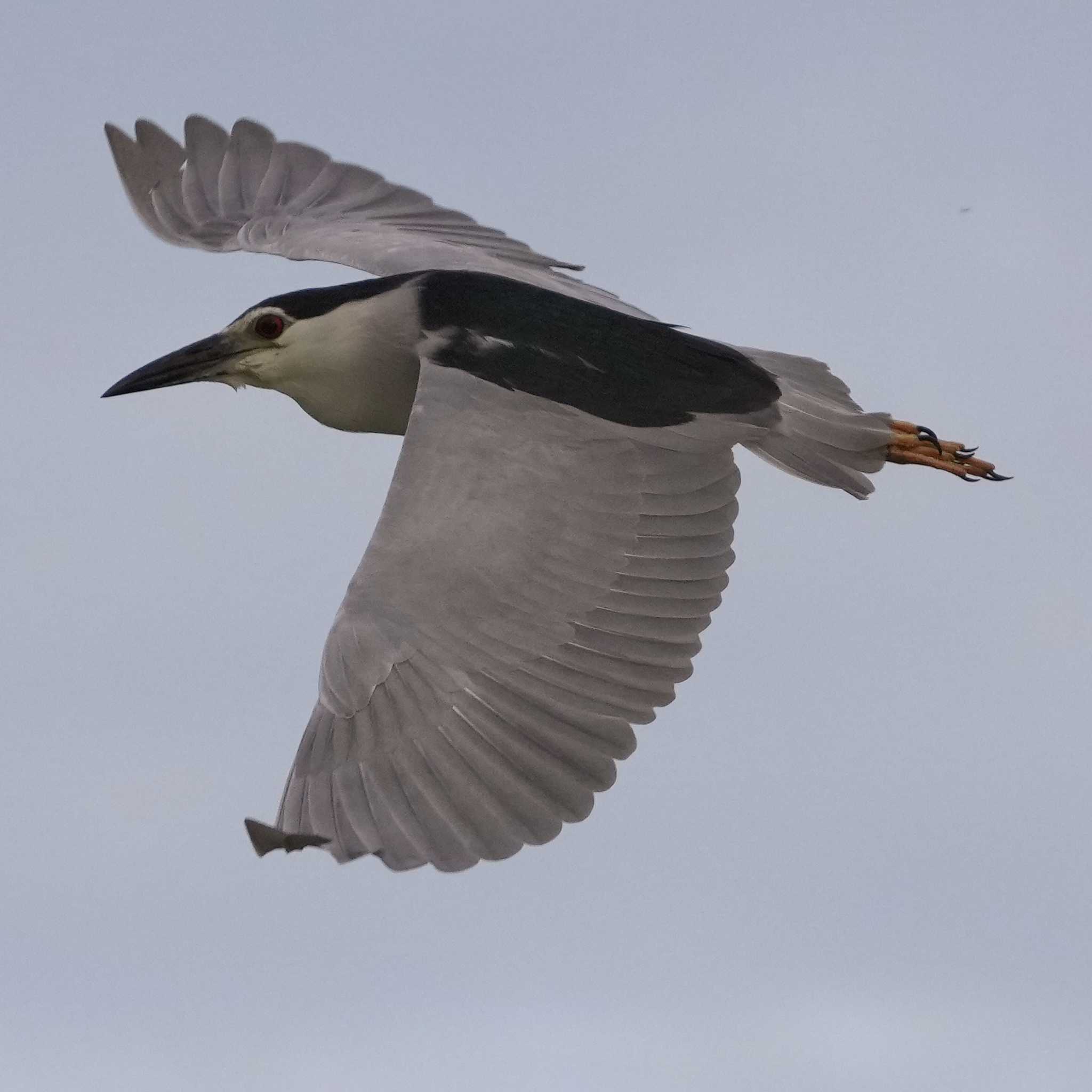 Black-crowned Night Heron