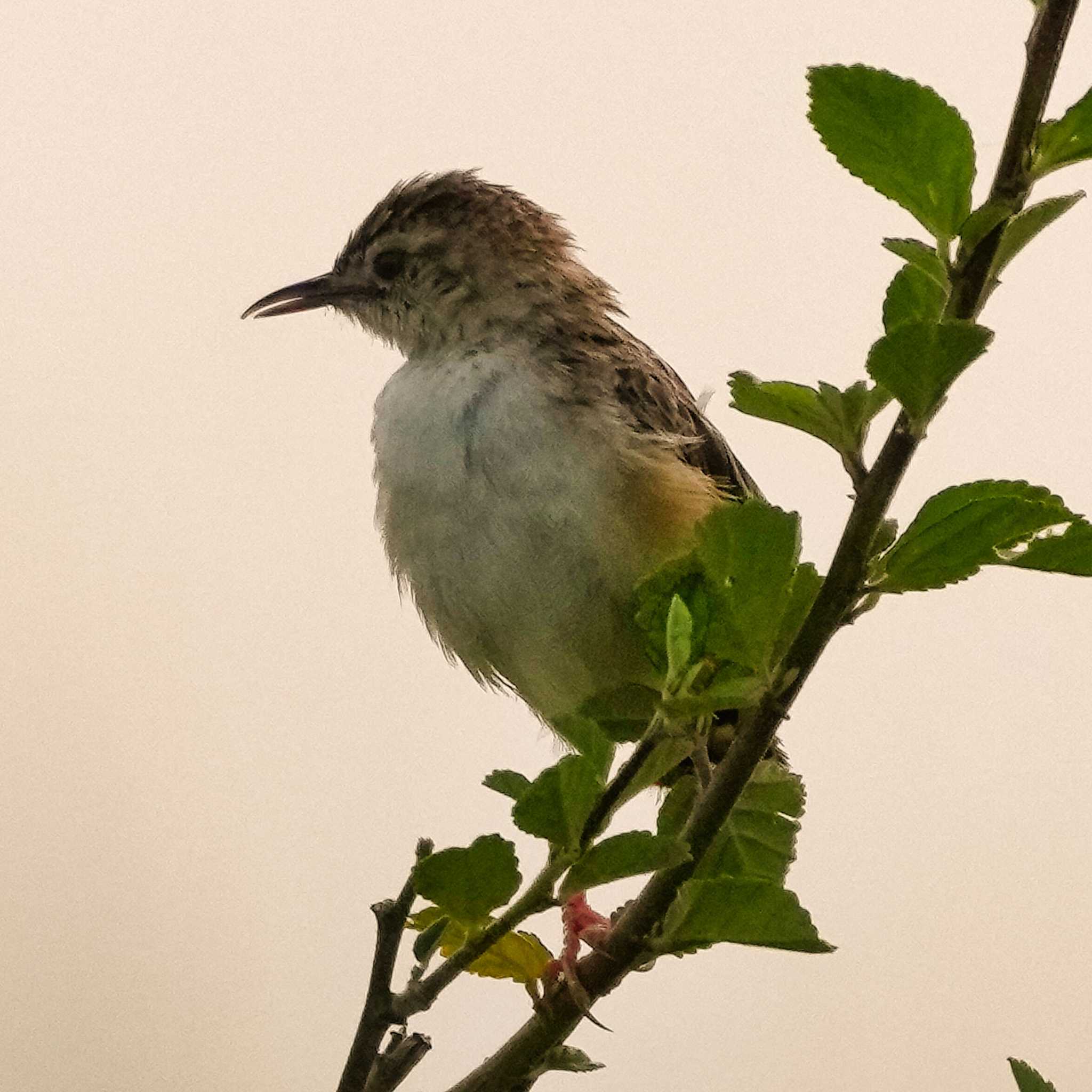 Tawny-flanked Prinia