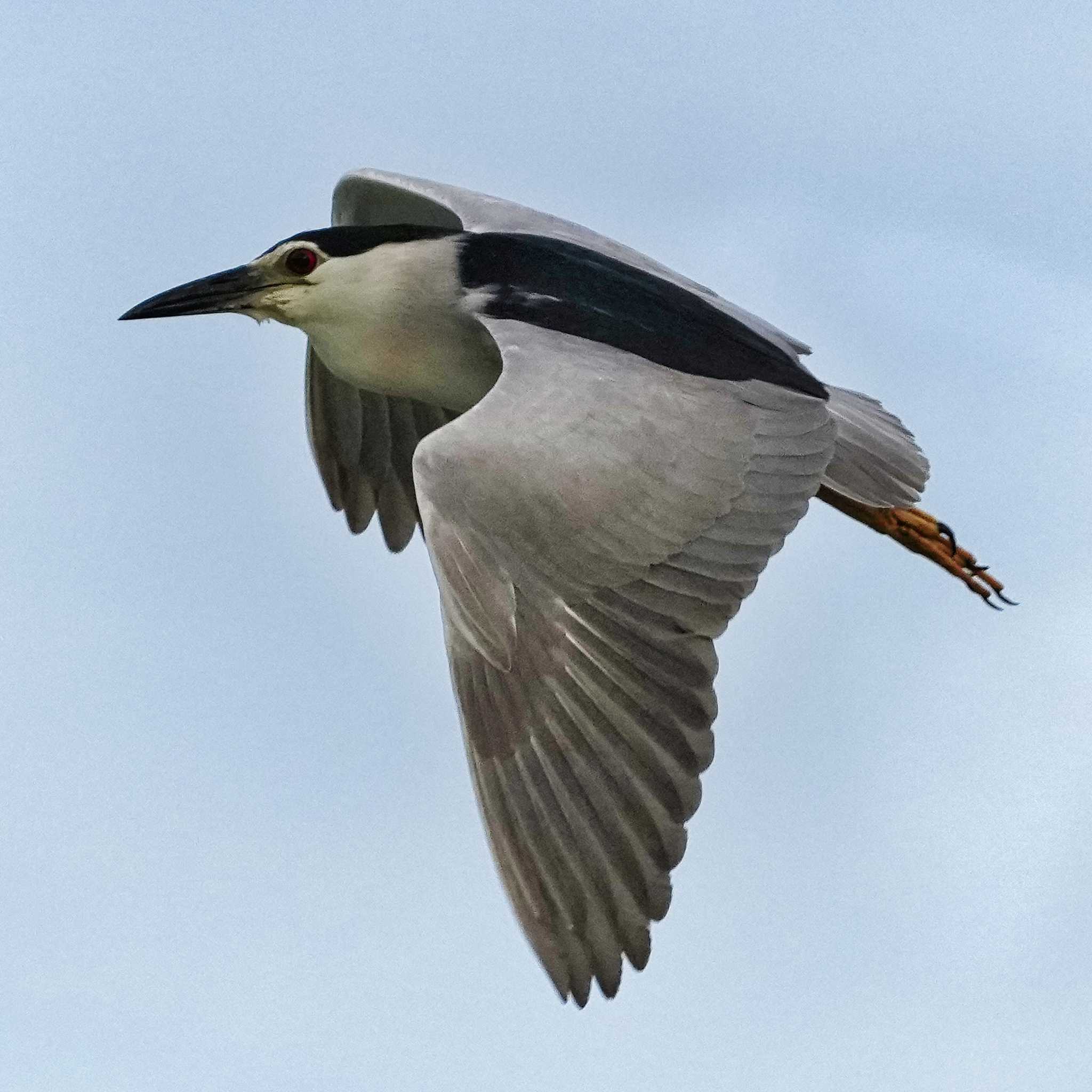 Black-crowned Night Heron