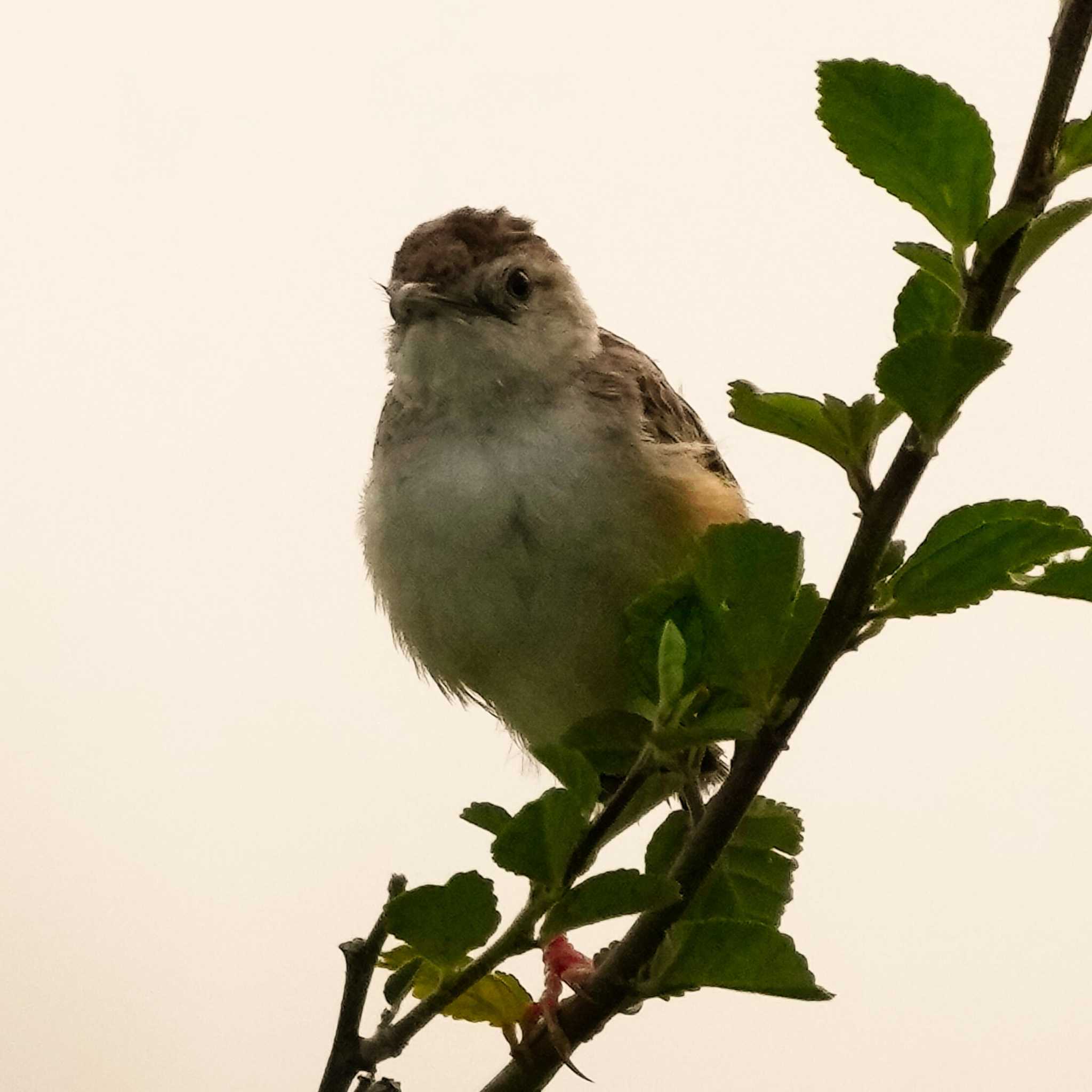 Tawny-flanked Prinia