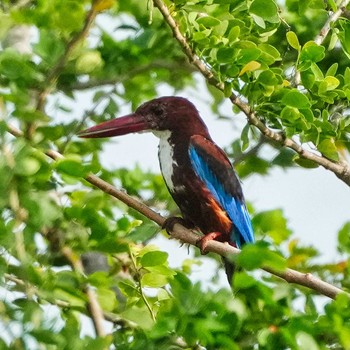 White-throated Kingfisher Ban Amphoe, Chon Buri Sat, 7/31/2021