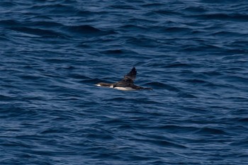 オオハム 城ヶ島 2017年4月3日(月)