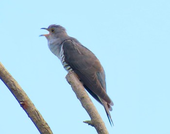 2021年6月18日(金) 渡良瀬遊水地の野鳥観察記録