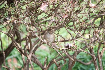 Japanese Bush Warbler Higashitakane Forest park Wed, 3/29/2017