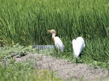 アマサギ 板倉町 2021年8月1日(日)