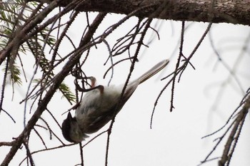 ハシブトガラ 福井緑地(札幌市西区) 2021年8月1日(日)