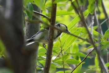 シジュウカラ 福井緑地(札幌市西区) 2021年8月1日(日)