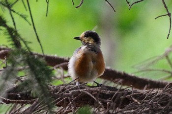 ヤマガラ 福井緑地(札幌市西区) 2021年8月1日(日)