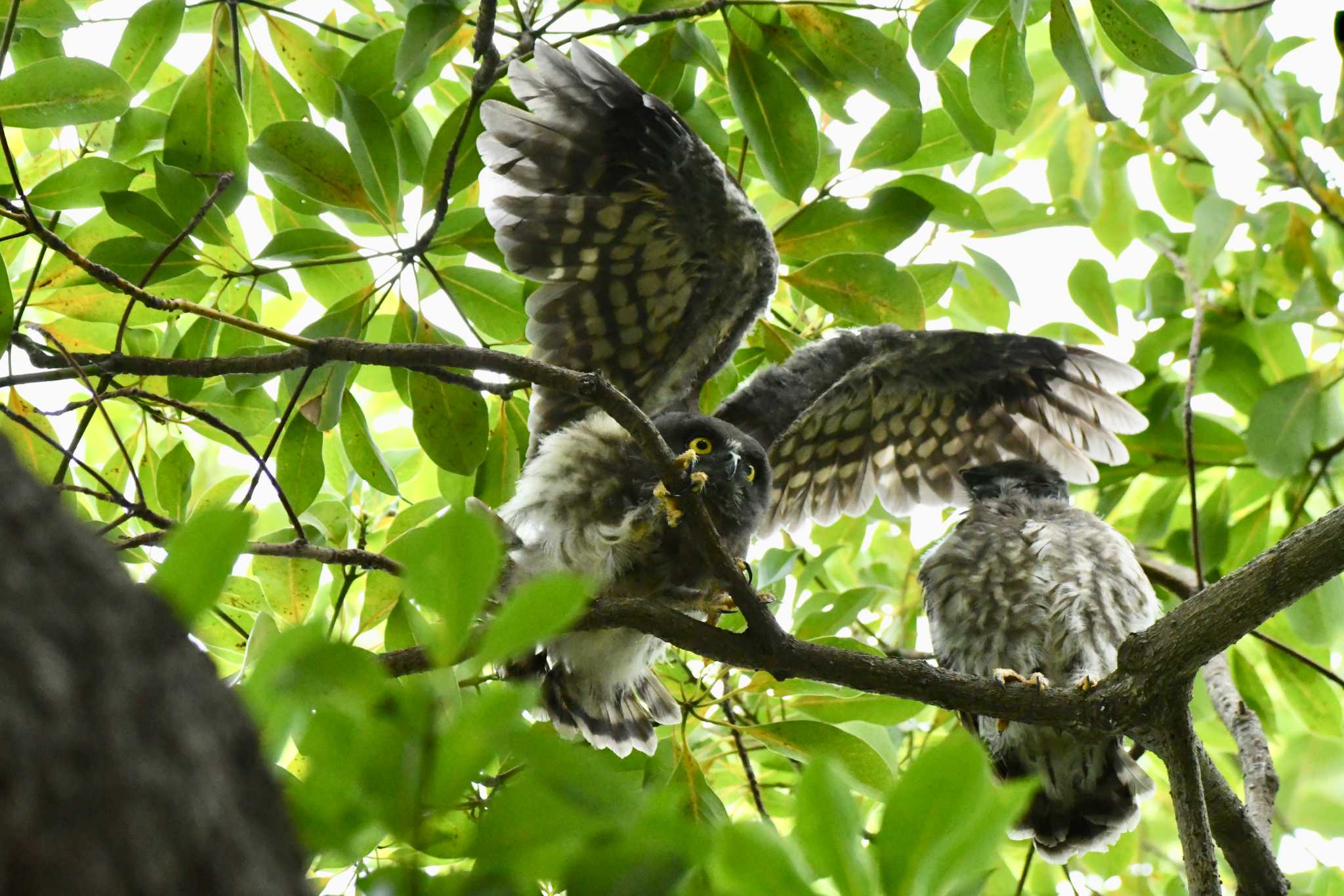 神奈川県 アオバズクの写真 by TK2