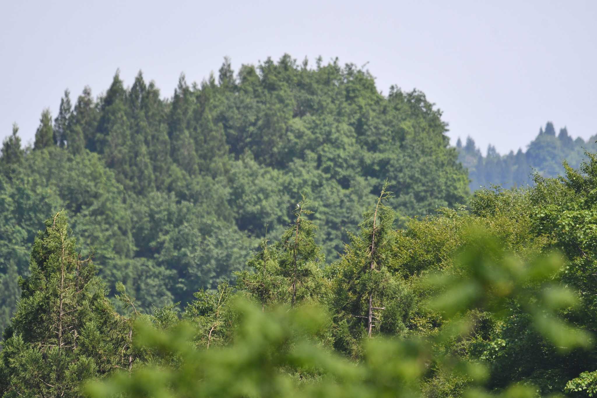 新潟県 チゴモズの写真 by あひる