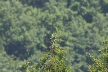 Tiger Shrike 新潟県 Fri, 5/28/2021