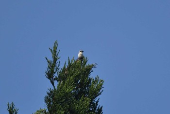 Tiger Shrike 新潟県 Fri, 5/28/2021