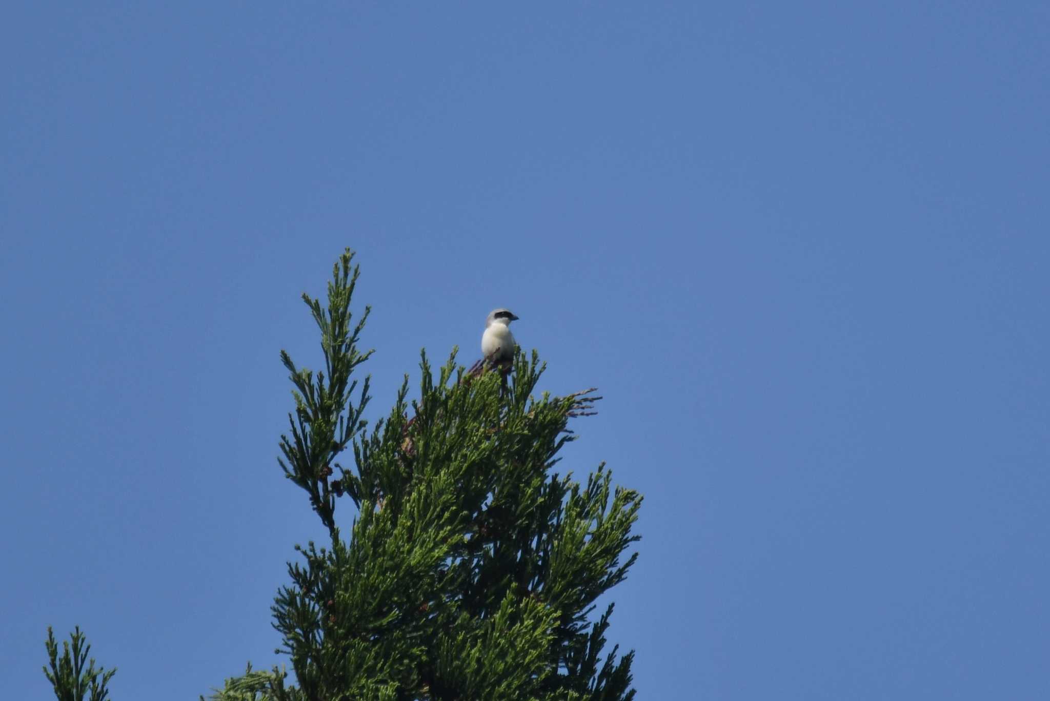 Tiger Shrike