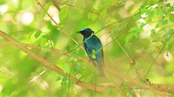 Blue-and-white Flycatcher Hayatogawa Forest Road Sun, 8/1/2021