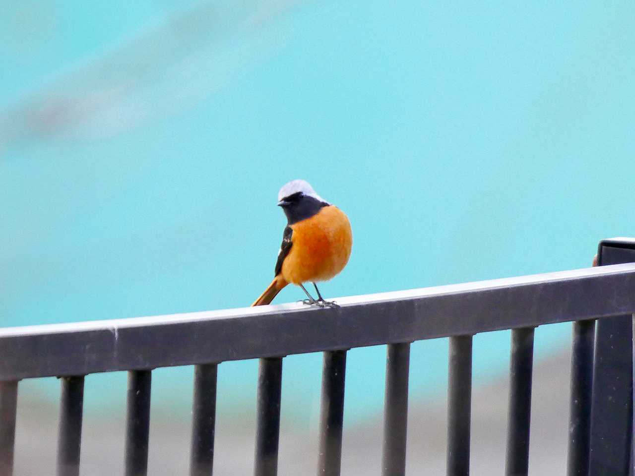 宮城県仙台市・青葉山 ジョウビタキの写真 by ごりぺん