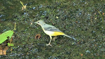 Grey Wagtail Hayatogawa Forest Road Sun, 8/1/2021