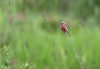 Siberian Long-tailed Rosefinch 北海道 Sat, 7/10/2021