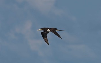 2021年7月30日(金) 八丈島航路の野鳥観察記録