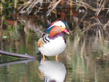 Mandarin Duck 宮城県仙台市・青葉山 Sun, 3/12/2017