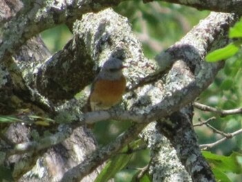 Miombo Rock Thrush ザンビア Unknown Date