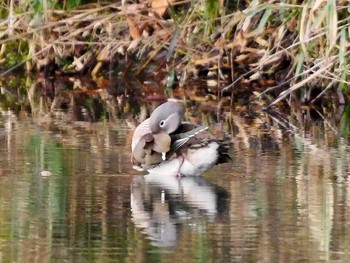 Mandarin Duck 宮城県仙台市・青葉山 Sun, 3/12/2017