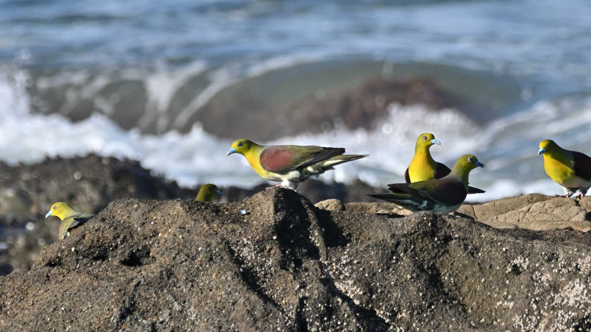 大磯照ヶ崎海岸 アオバトの写真 by Tosh@Bird