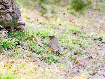 Brown-headed Thrush 宮城県仙台市・青葉山 Sun, 3/12/2017