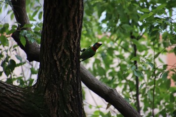 Taiwan Barbet 天和公園(台北) Mon, 8/2/2021