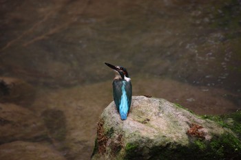 カワセミ 天和公園(台北) 2021年8月2日(月)