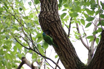 Taiwan Barbet 天和公園(台北) Mon, 8/2/2021