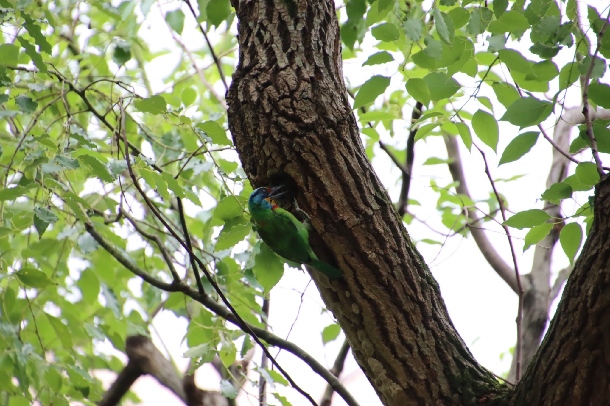 天和公園(台北) タイワンゴシキドリの写真